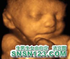 怀孕226天宝宝发育图